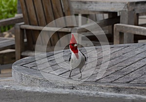 Red-Crested Cardinal in Oahu, Hawaii