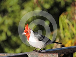 Red Crested Cardinal photo