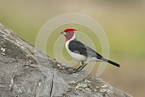 Red-crested cardinal, Paroaria coronata