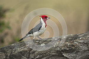 Red-crested cardinal, Paroaria coronata