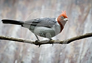 Red Crested Cardinal (paroaria coronata)