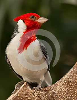 Red-crested Cardinal (Paroaria coronata)