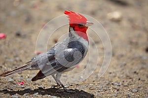 Red-crested Cardinal Paroaria coronata