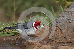 Red-crested Cardinal, Paroaria coronata, bathing in water