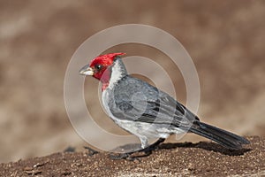 Red-crested Cardinal, Paroaria coronata, close up