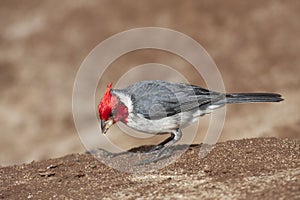 Red-crested Cardinal, Paroaria coronata, close up view