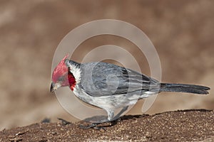 Red-crested Cardinal, Paroaria coronata, close view