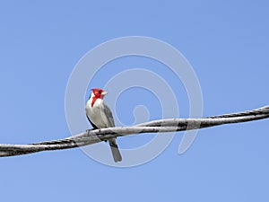 Red-crested Cardinal Paroaria coronata, Maui, Hawaii