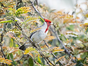 Red-crested Cardinal Paroaria coronata, Maui, Hawaii