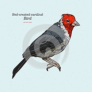 Red-crested cardinal, Paroaria coronata, single bird. hand draw sketchvector