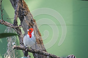 Red crested cardinal (Paroaria coronata) sitting on a tree