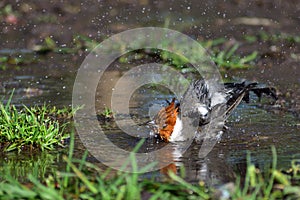 red-crested cardinal (Paroaria coronata) taking a bath