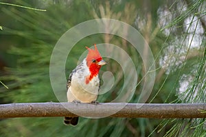 Red crested cardinal perched on a tree