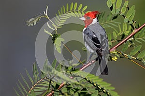 A red crested cardinal photographed in Argentina