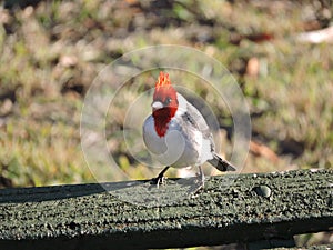 Red Crested Cardinal photo