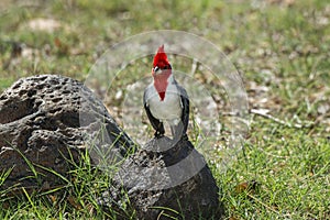 Red-crested cardinal standing on a rock