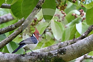 Red-crested cardinal in tree