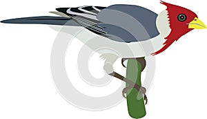 Red-crested Cardinal vector
