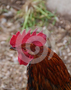 A red crested head of a