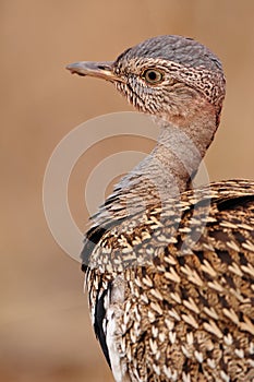 Red-Crested Korhaan (Eupodotis ruficrista) photo