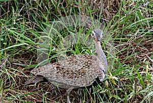 Red-crested korhaan in green grass. Close up of red crested bustard bird, Lophotis ruficrista