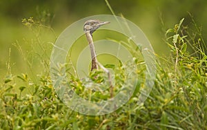 Red-crested korhaan (Lophotis ruficrista) is a species of bird in the Otididae family.