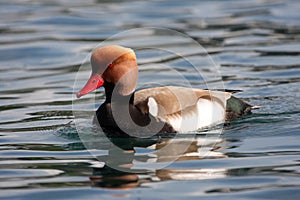 Red-crested Pochard