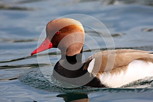 Red-crested Pochard