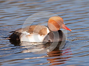 The Red-crested Pochard