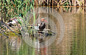 Red-crested pochard