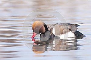 Red Crested Pochard