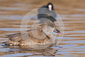 Red Crested Pochard