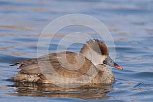 Red Crested Pochard