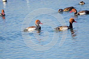 Red-crested Pochard