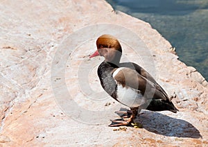 Red Crested Pochard