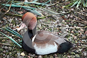 Red crested pochard