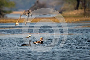 Red crested pochard in blue water and colorful scenic background of keoladeo landscape. wildlife scenery frame at keoladeo