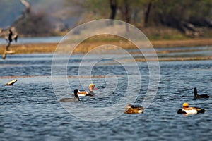 Red crested pochard in blue water and colorful scenic background of keoladeo landscape. wildlife scenery frame at keoladeo