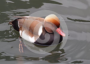 Red Crested Pochard Duck