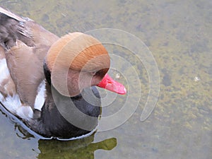 Red-crested Pochard duck