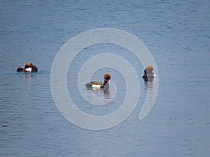 Red crested pochard ducks in pond.