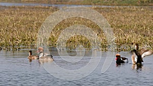 Red crested pochard family in water and colorful scenic background of keoladeo landscape. wildlife scenery frame at keoladeo