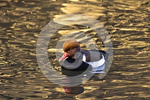 The red-crested pochard floating on the surface of the water. Floating bird. (Netta rufina)