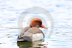 Red-crested Pochard male in Japan