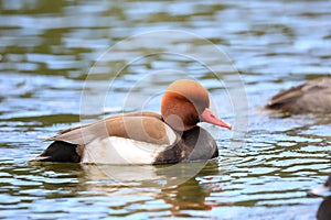 Red-crested Pochard male in Japan