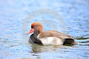 Red-crested Pochard male in Japan