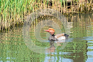 Red-crested pochard male - Netta rufina