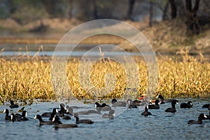 Red crested pochard in naturally colorful background of keoladeo. wildlife scenery frame at keoladeo national park