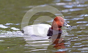 Red crested pochard Netta Rufina