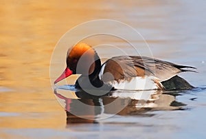 Red-crested Pochard Netta rufina